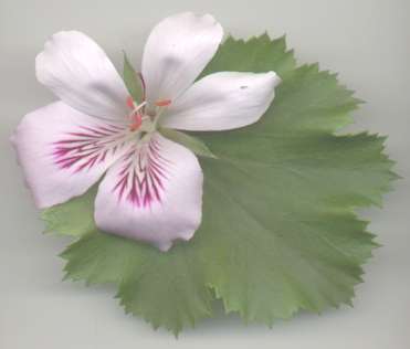 geranium flower