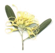 grevillea