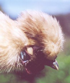 chicken