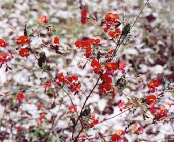 holly flame flowers