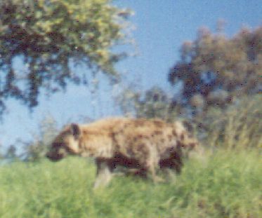 hyena