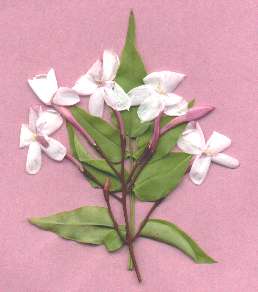 jasmin flowers