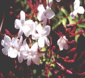 jasmin flowers