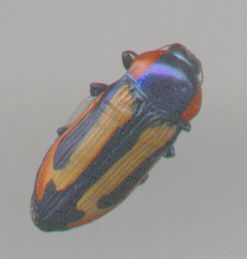 jewel beetle
