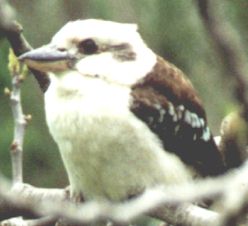 Photograph of a kookaburra speckled brown on top and white under side.