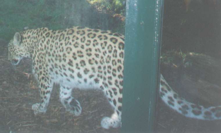 leopard