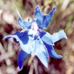 leschenaultia