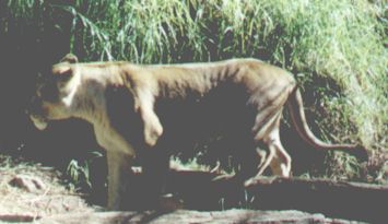 lioness