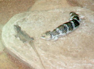 blue tongue lizard or bobtail