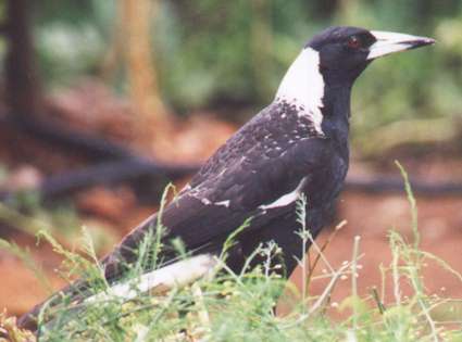 magpie