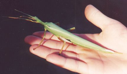praying mantis sitting on hand
