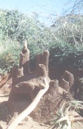 meerkat home