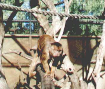 monkeys