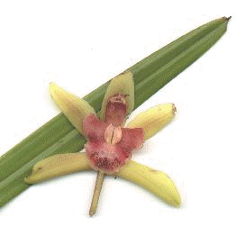orchid