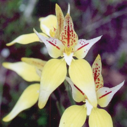 orchids