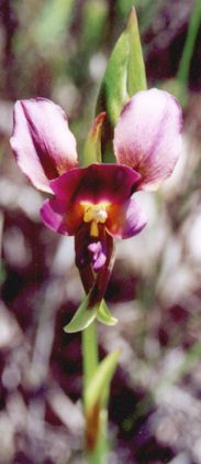 orchid