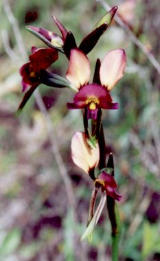 pansy orchid