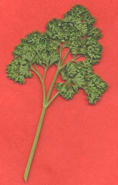 parsley