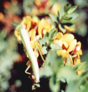 praying mantis sitting on flowers