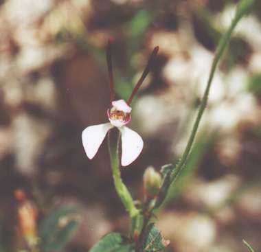 rabbit orchid