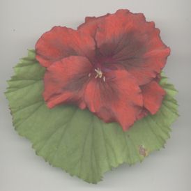 red flower