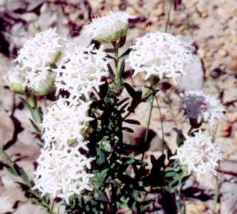 rice flower