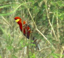 rosella