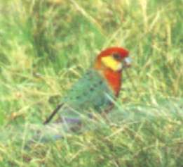 rosella