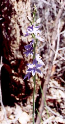 shy sun orchid