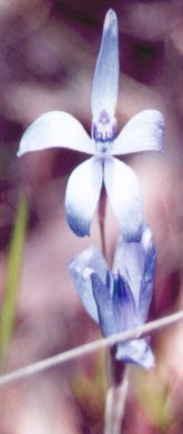 silky blue orchid