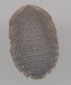 bush cockroach