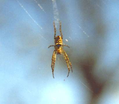 spider