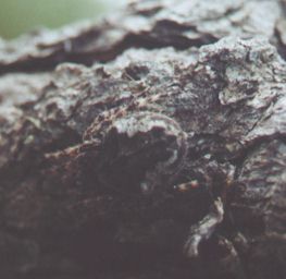 camouflaged spider