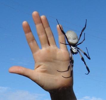 spider showing size with hand