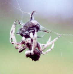 spider catching prey
