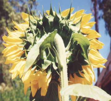 sunflower view from back of flower