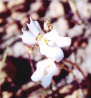 Photograph of a Cow Kick flower (comon name) white pettles red rellow centre colour