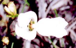Photograph of a Cow Kick flower (comon name) white pettles red rellow centre colour.