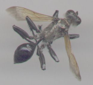 wasp