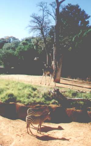 zebras