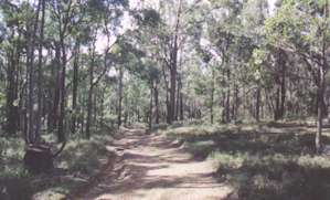 bush picture where fungi grows