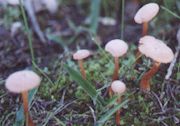fungi photograph
