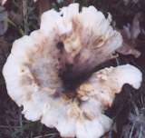 fungi photograph