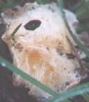 fungi photograph