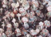fungi photograph