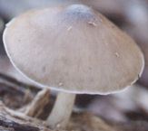 fungi photograph