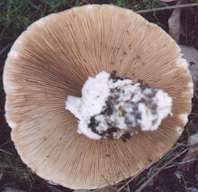 photograph of the underside of a fungi
