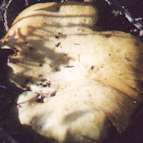 fungi photograph