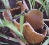 photo of fungi in grass