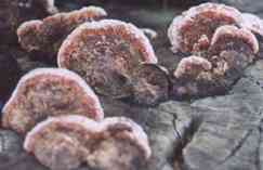 photograph of fungi on rotting wood